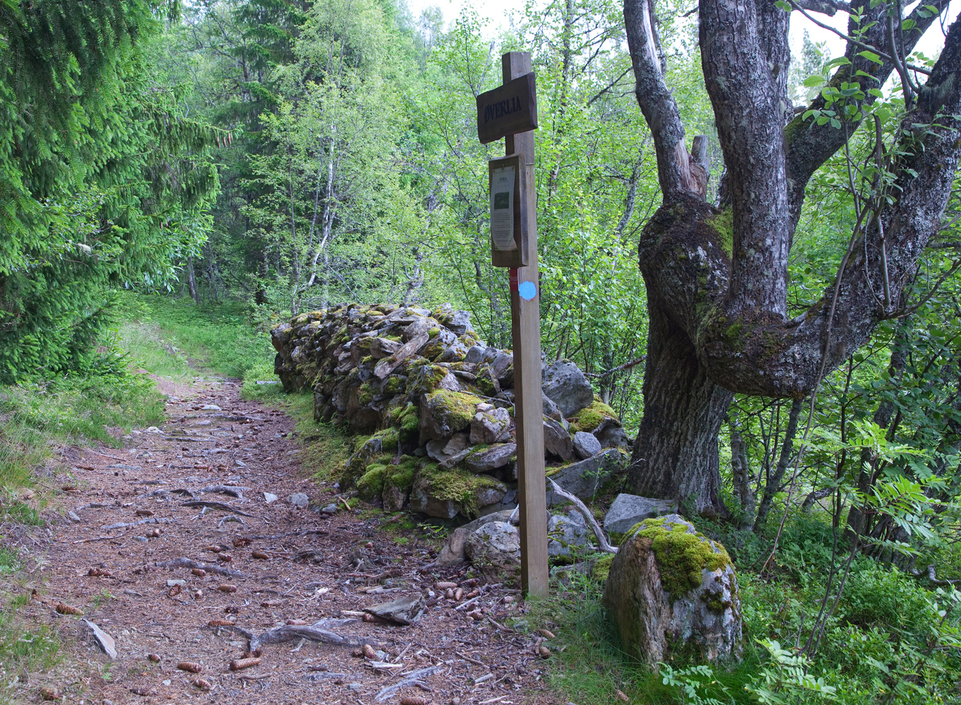 170717b-Øverlia.jpg