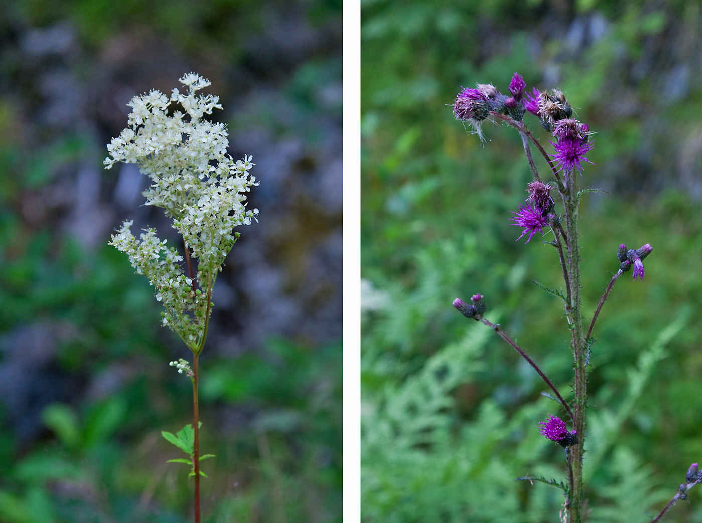 170730b-blomst.jpg