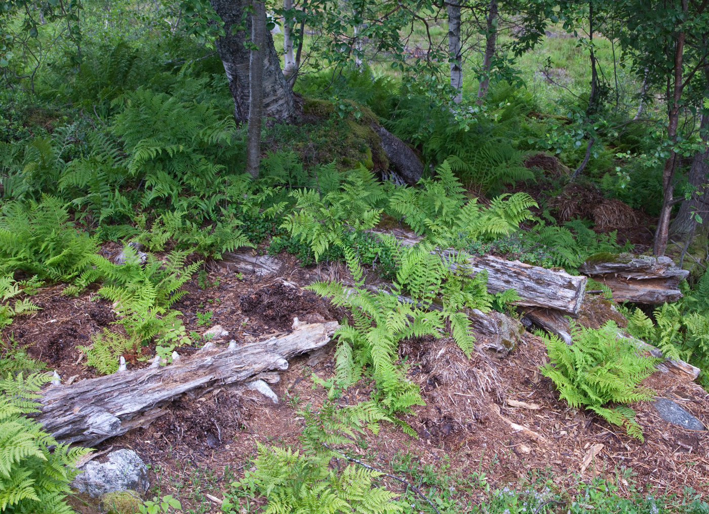 170730e-fjøs.jpg