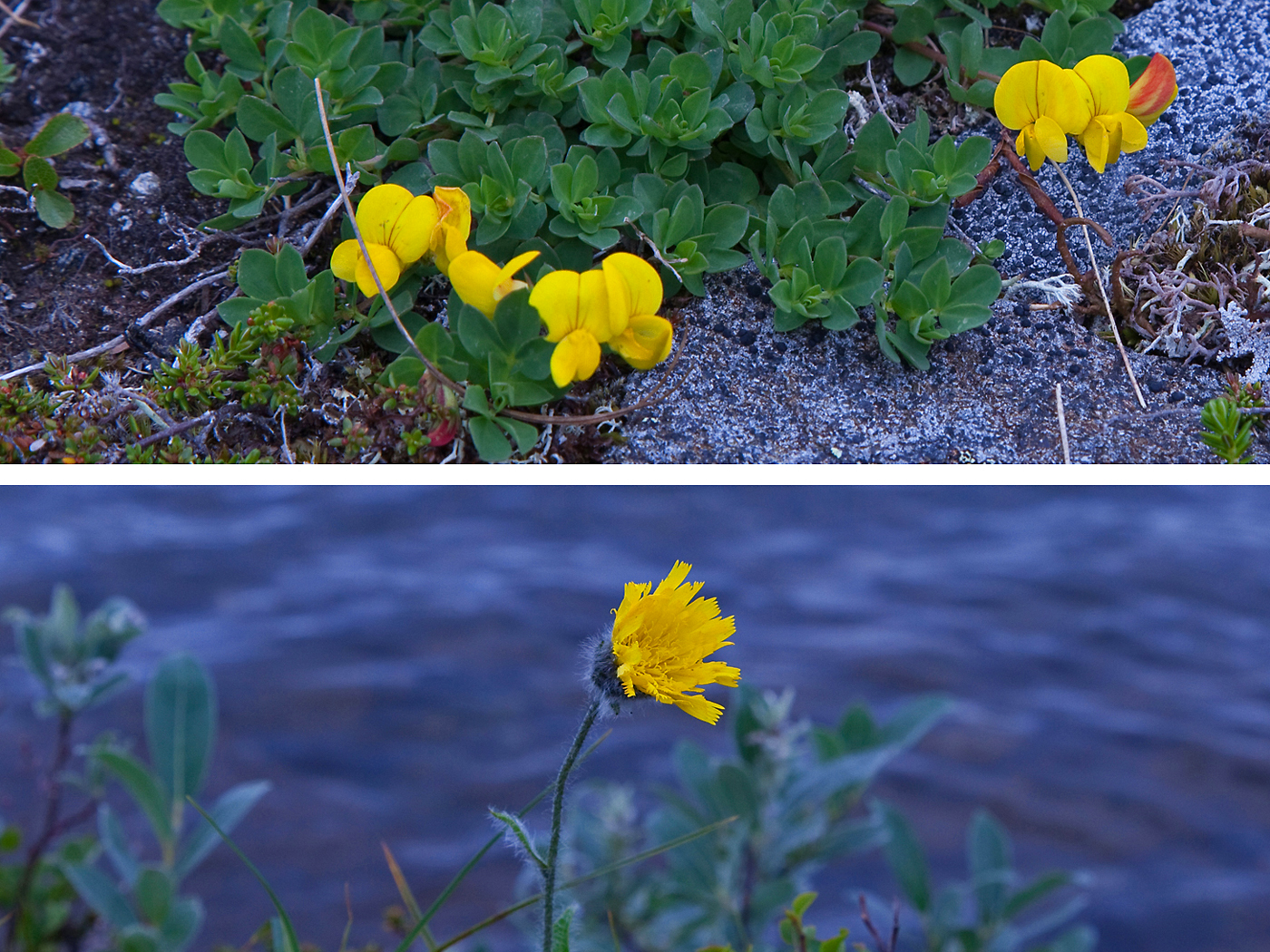 170801n-blomster.jpg
