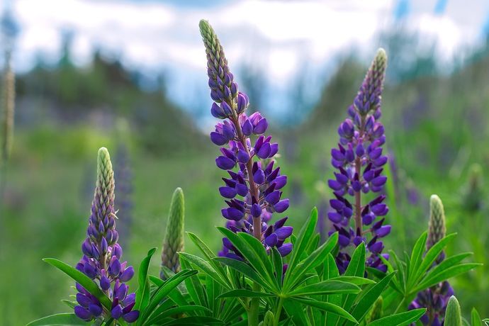 lupine-1437873_1280_1024x682