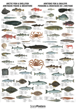 Arctic fish and shellfish_250x352