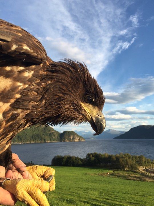 Havørn
