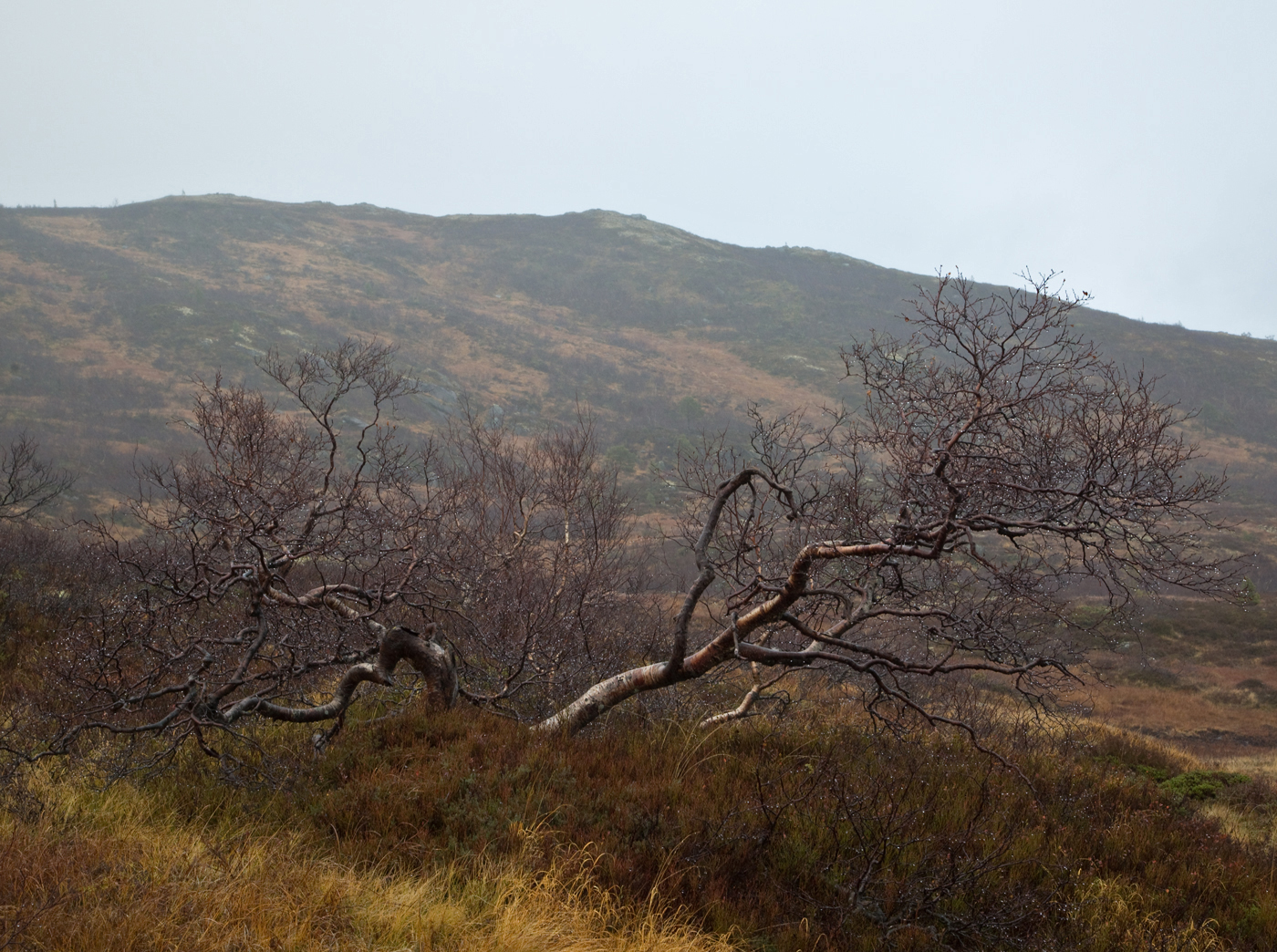 171026f-fjell.jpg