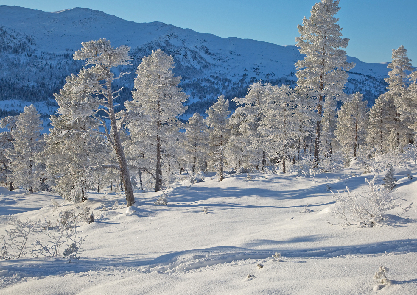 171121f4-skog.jpg