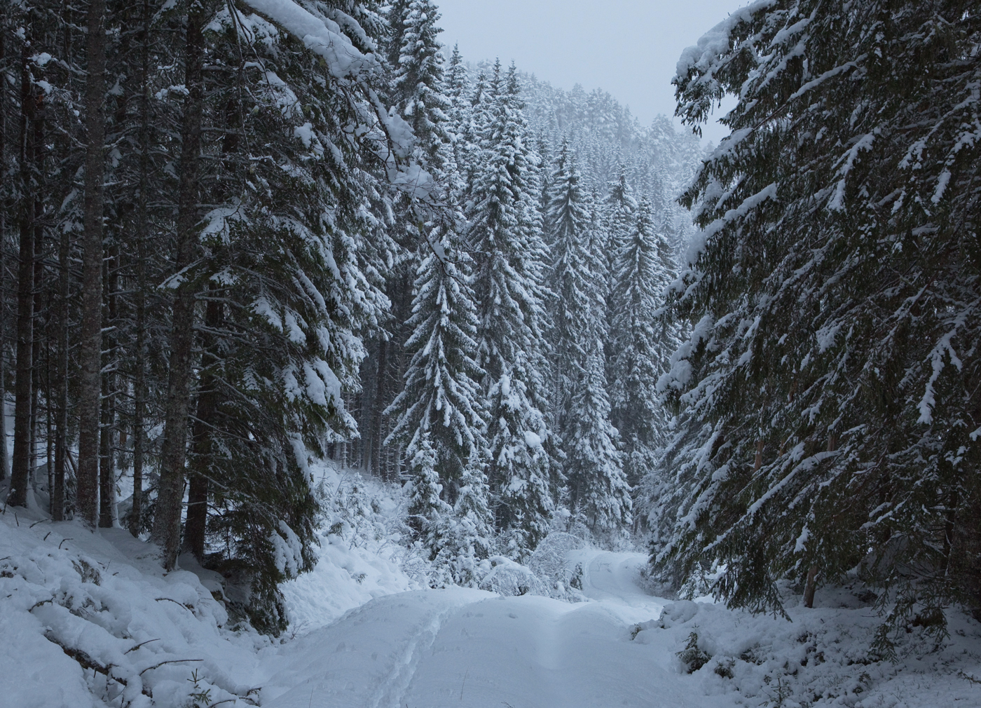 171205e-skog.jpg