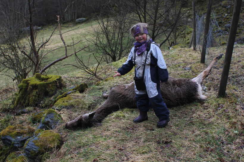 Død hjort
