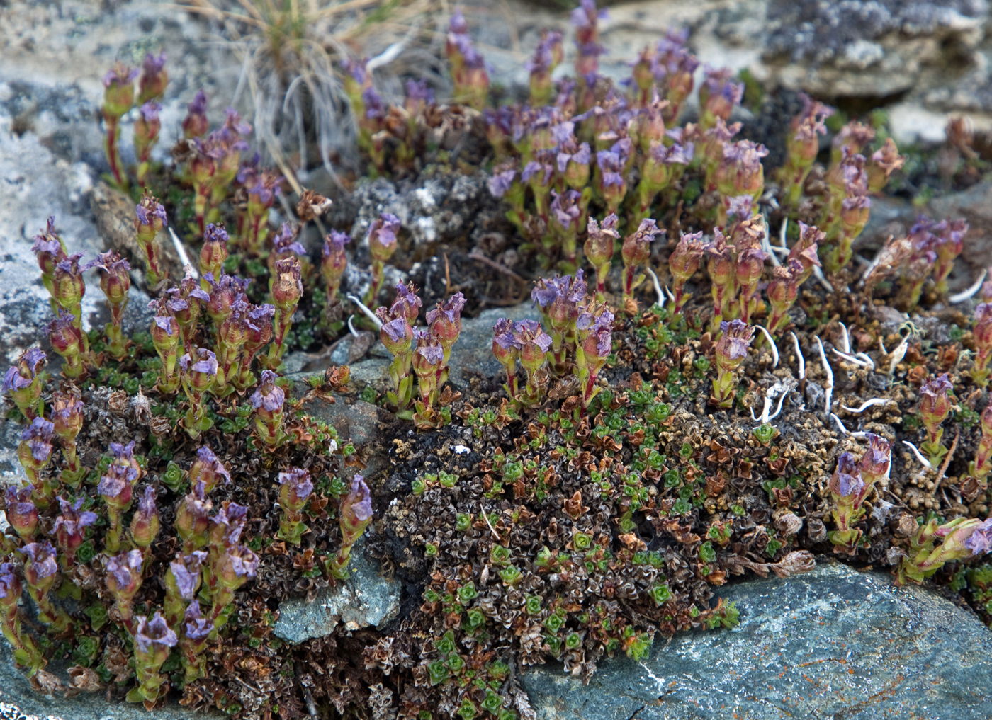 180530l-røds-avbl.jpg