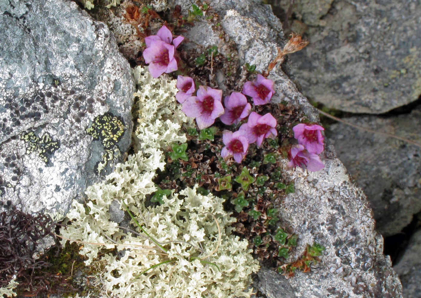 180530m-rødsildre.jpg