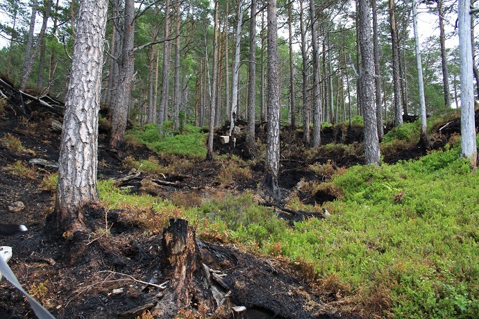 Brann Flesa juni 2018 foto Norunn Holten.JPG