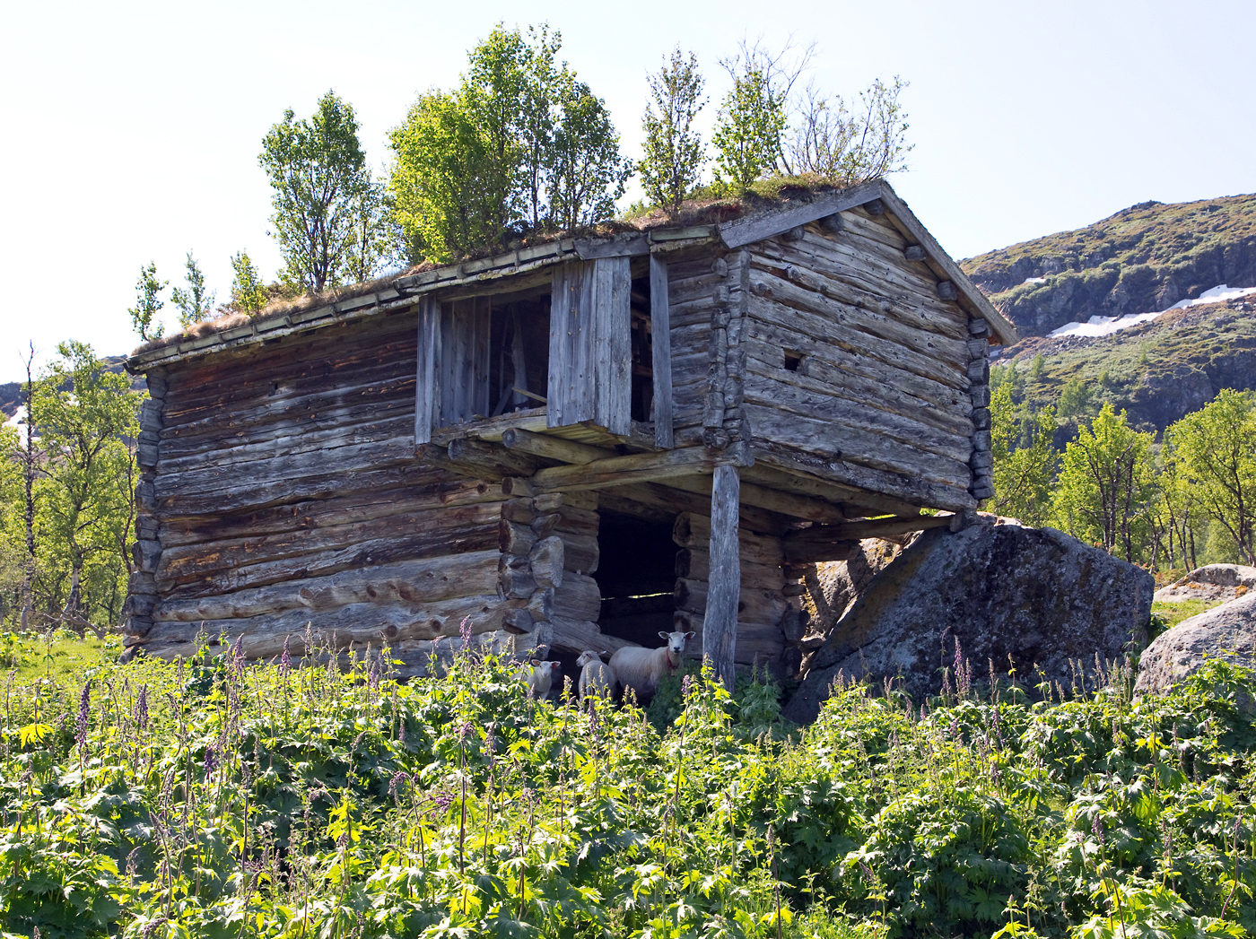 180610g-høyløe.jpg