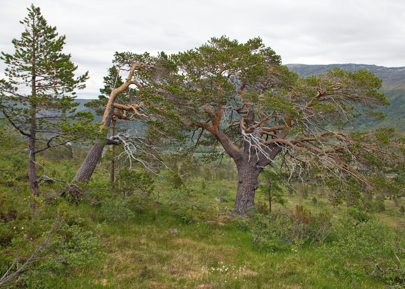 180613d2-furu.jpg