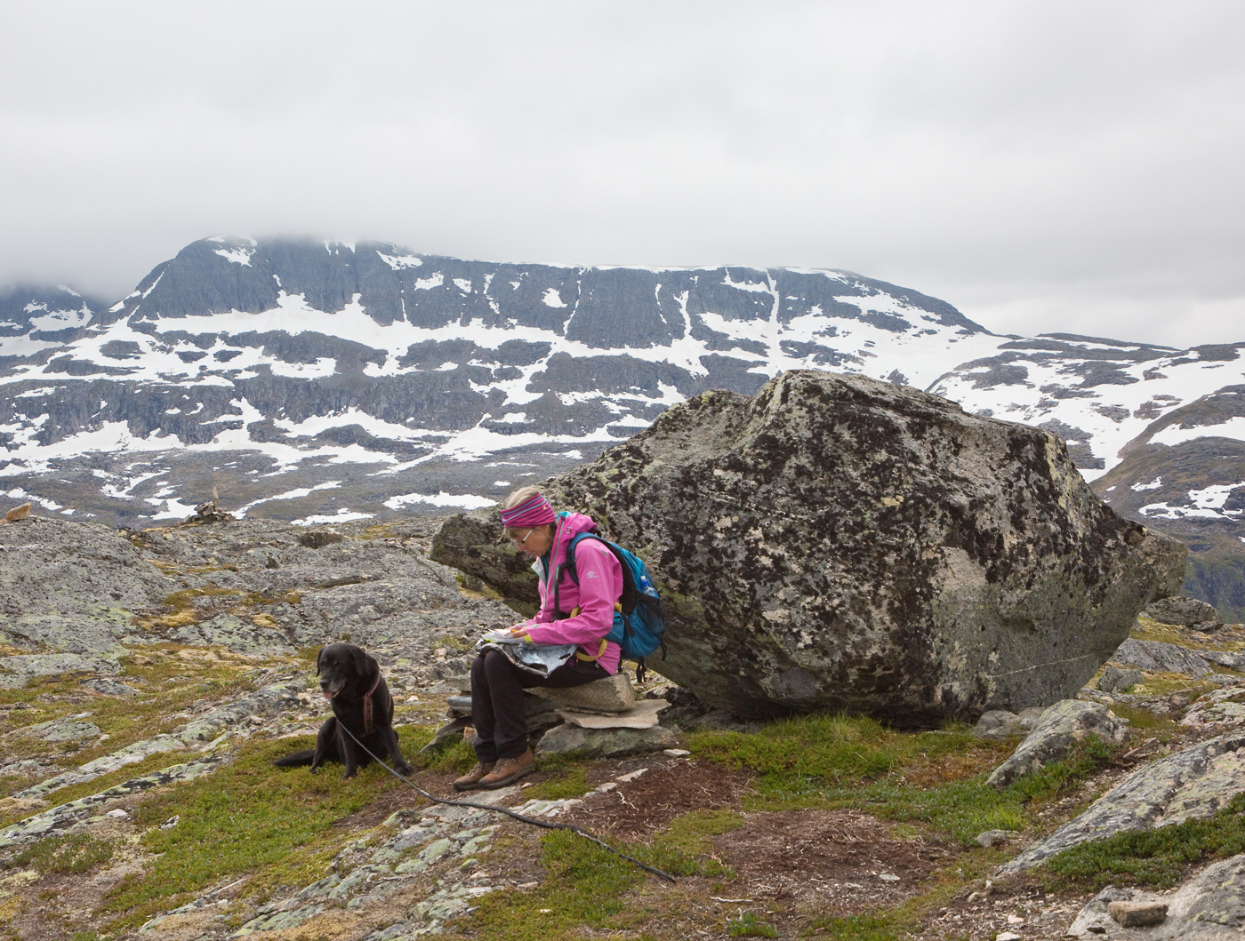 180613gx-Fauskånebba.jpg
