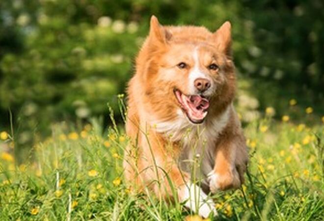 Hund_300x200