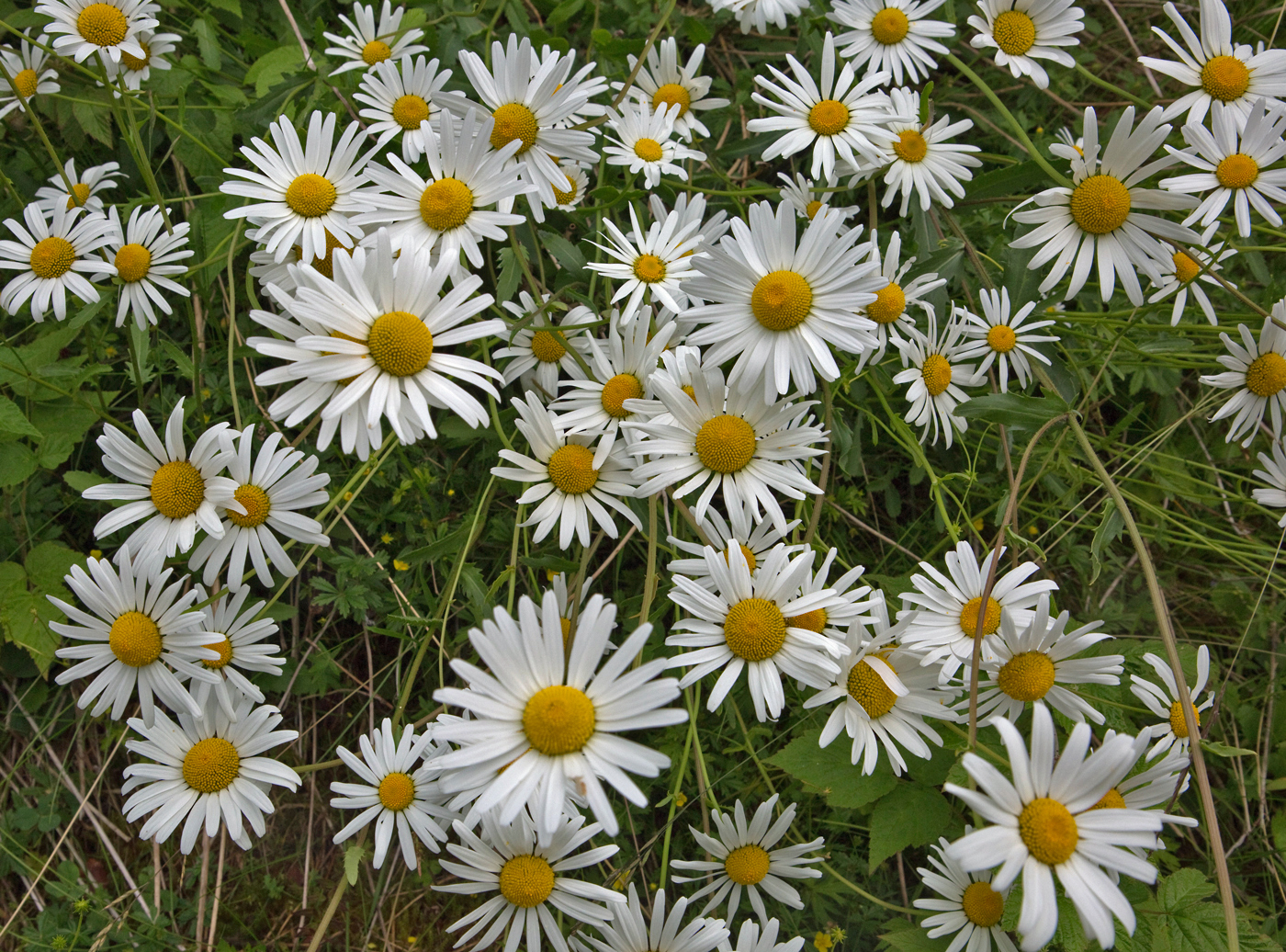 180720f-blomster.jpg