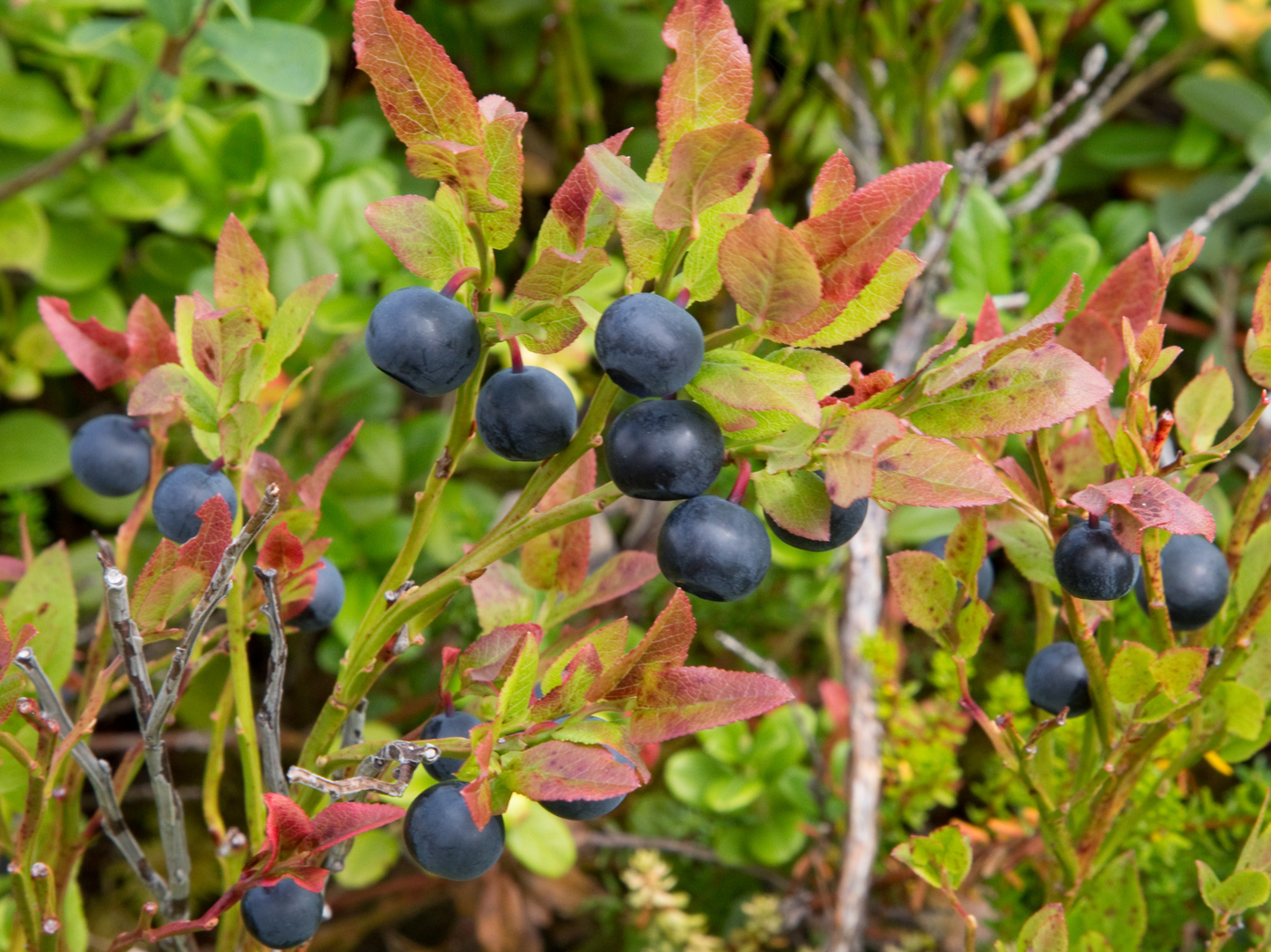 180720k-blåbær.jpg