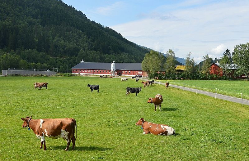 Historia i Oppigarden med Fellesfjøset