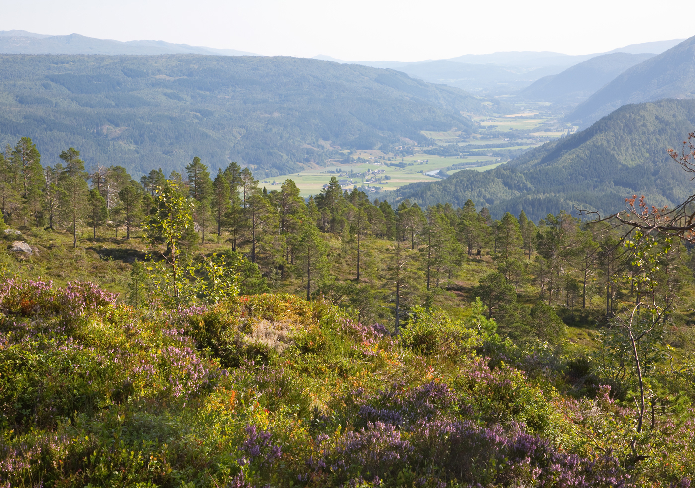 180727f-Rindal.jpg