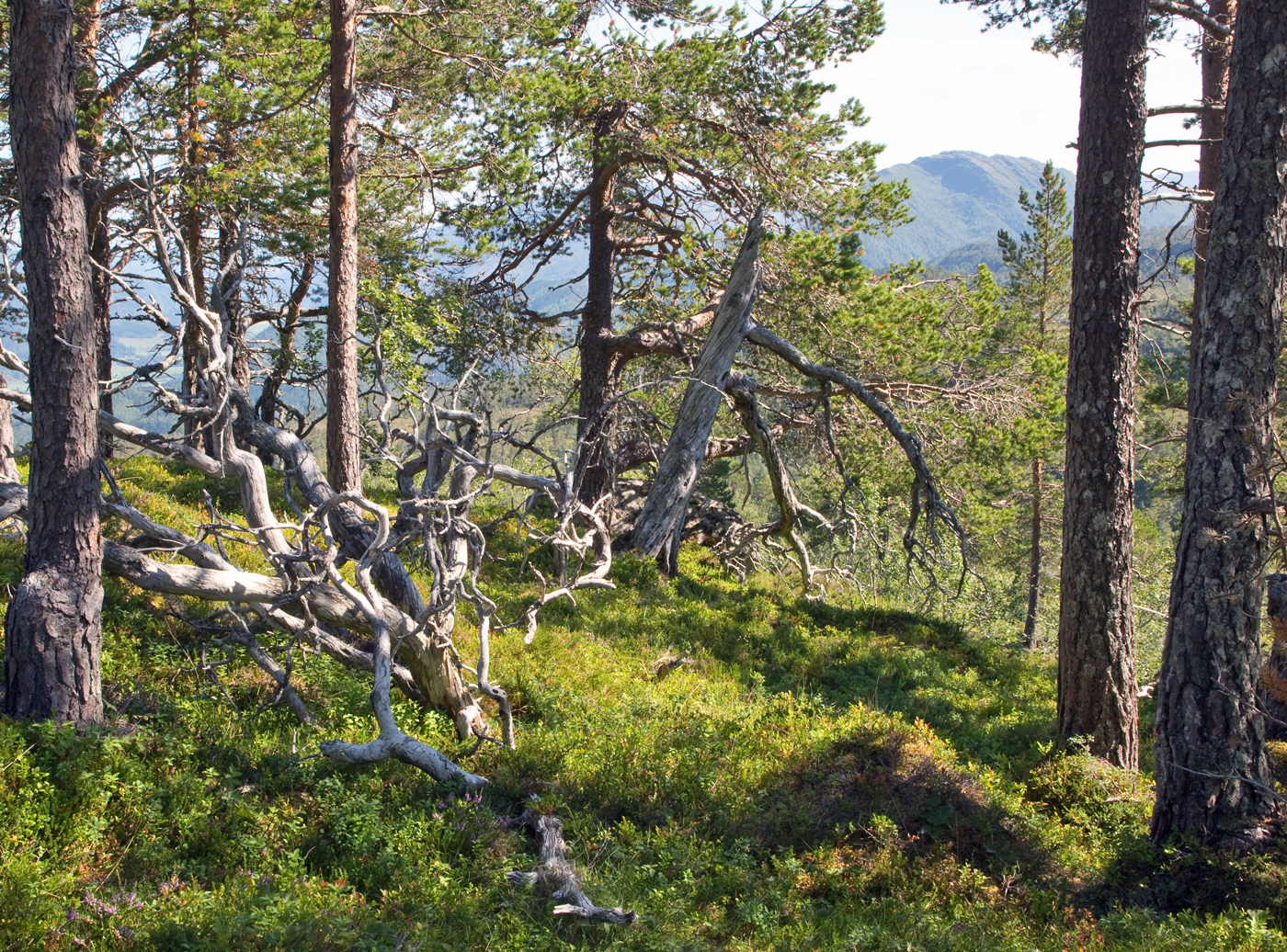 180727o-furutrær.jpg