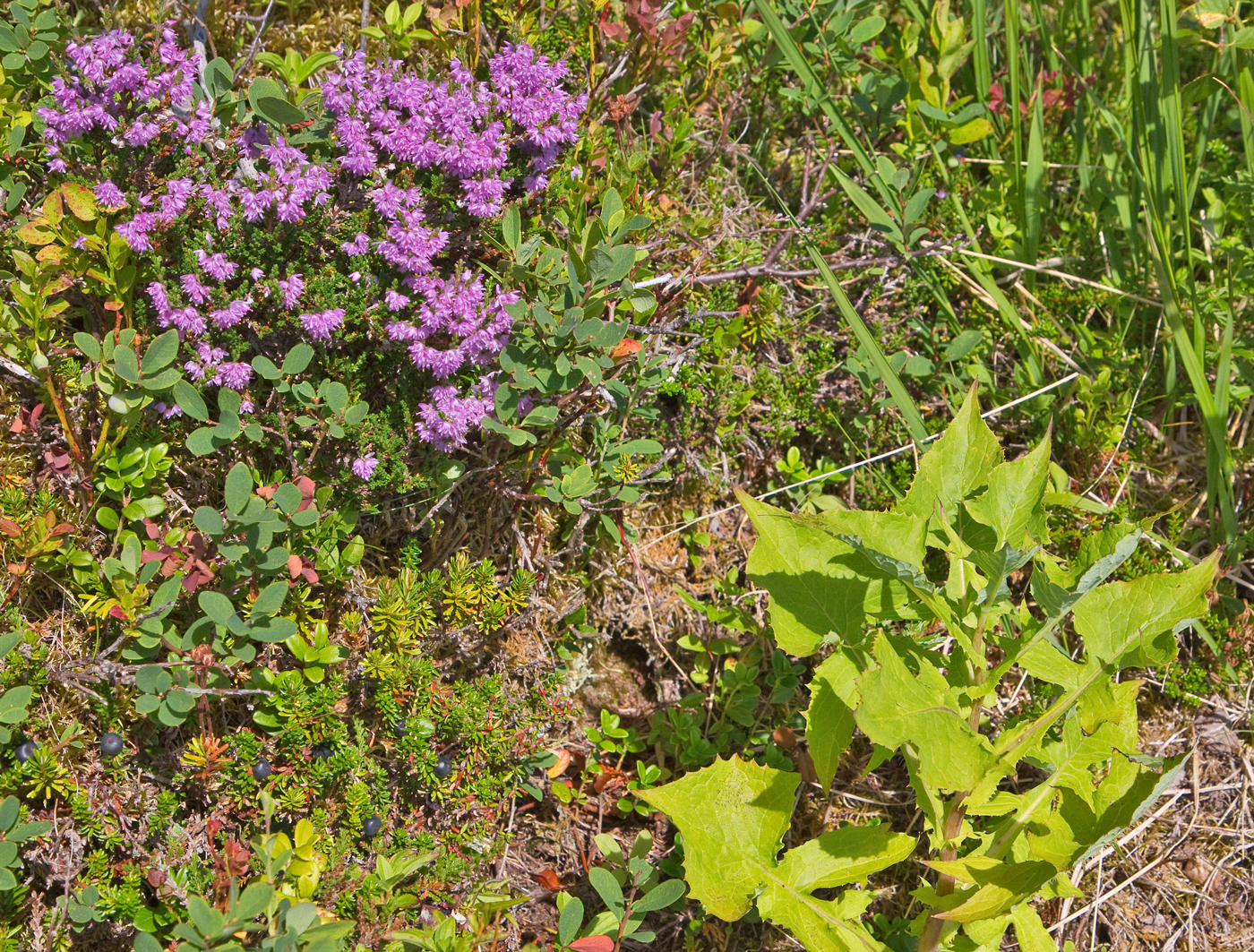 180731l-blomster.jpg