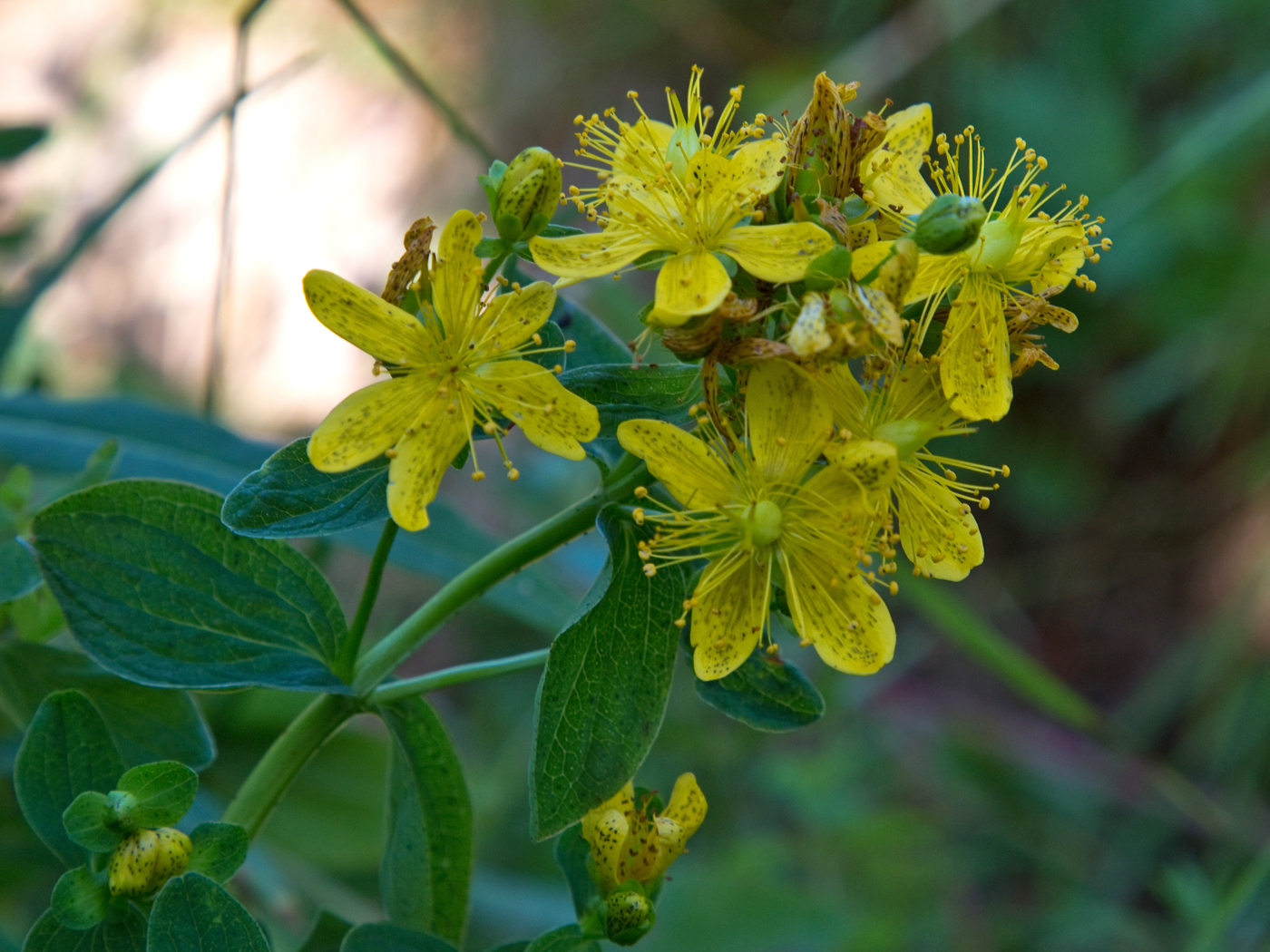 180731u-blomst.jpg