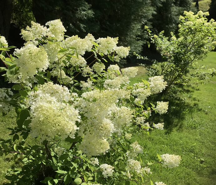 Blomsterbilde arboretet2