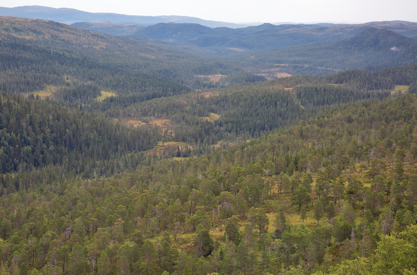 180815o-Grytdalen.jpg