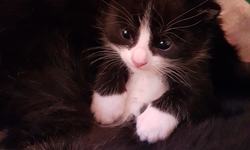 kattunger