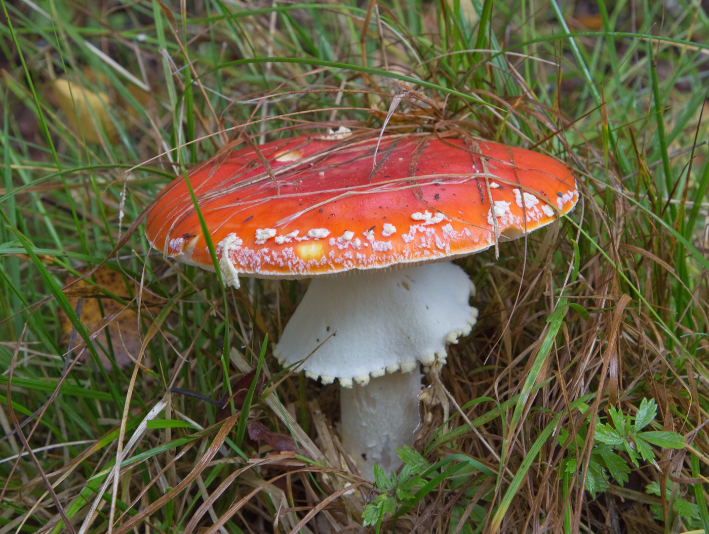 180914f-sopp.jpg