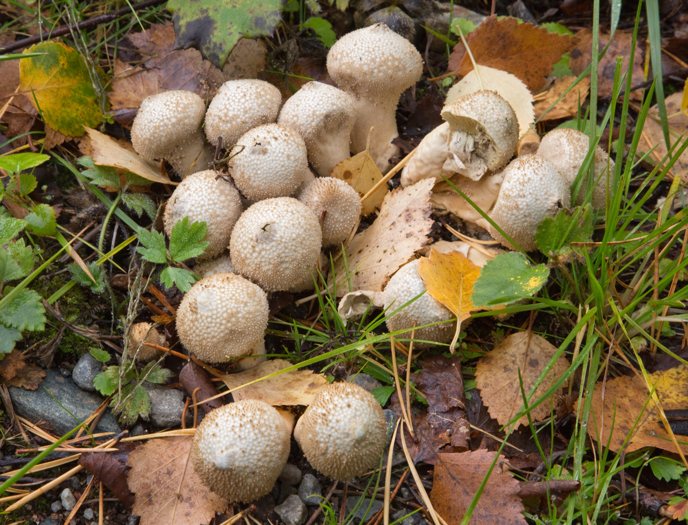 180914g-røyksopp.jpg