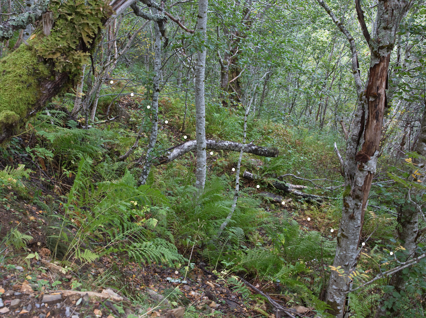 180914h-kløvveg.jpg
