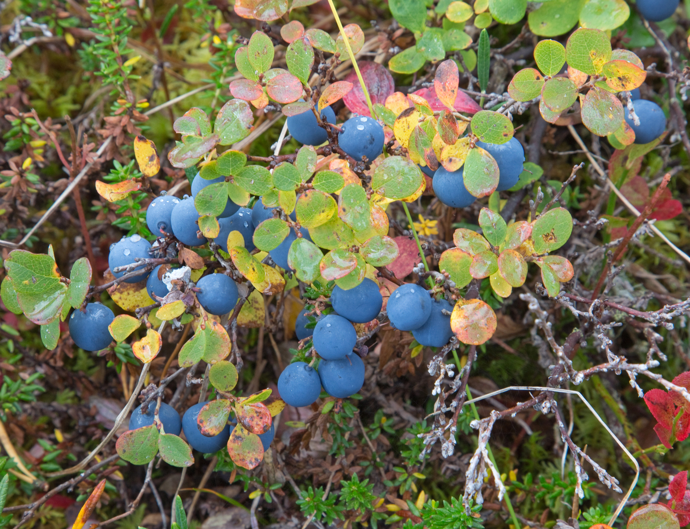 180914k-blokkebær.jpg
