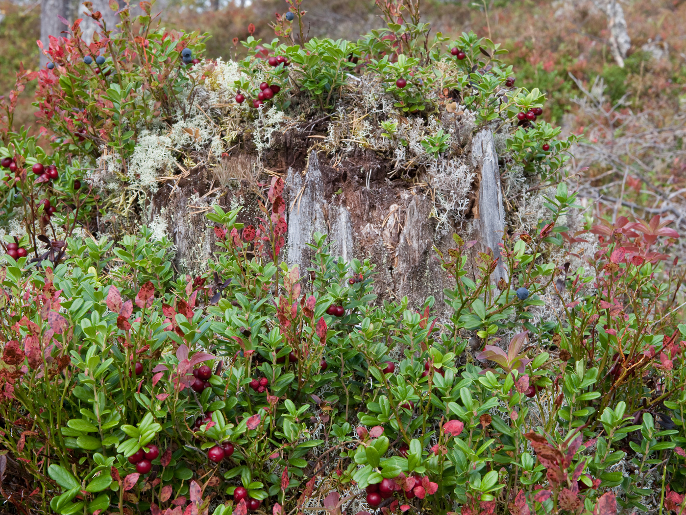 180914l-tyttebær.jpg