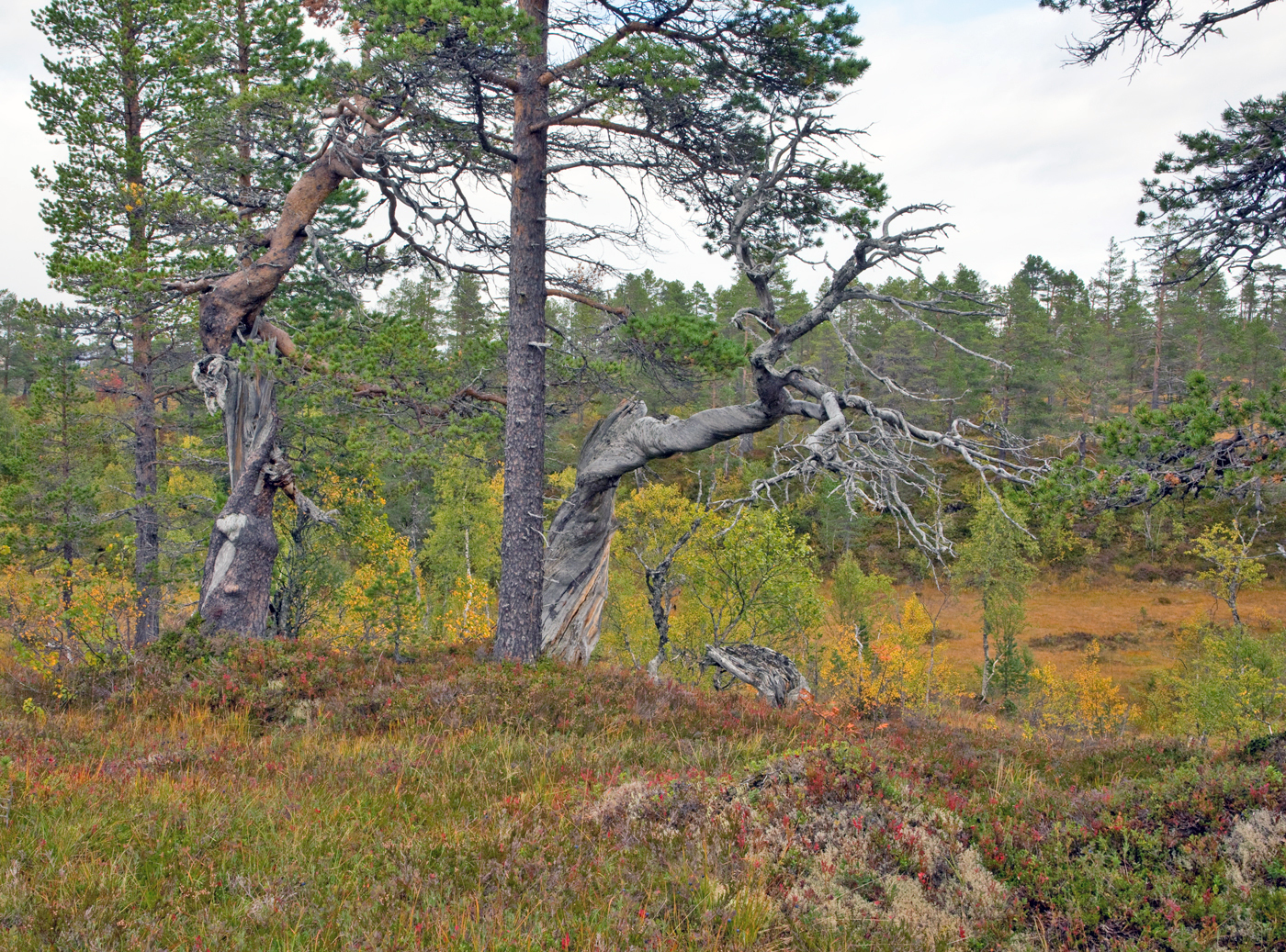 180914m-skog.jpg