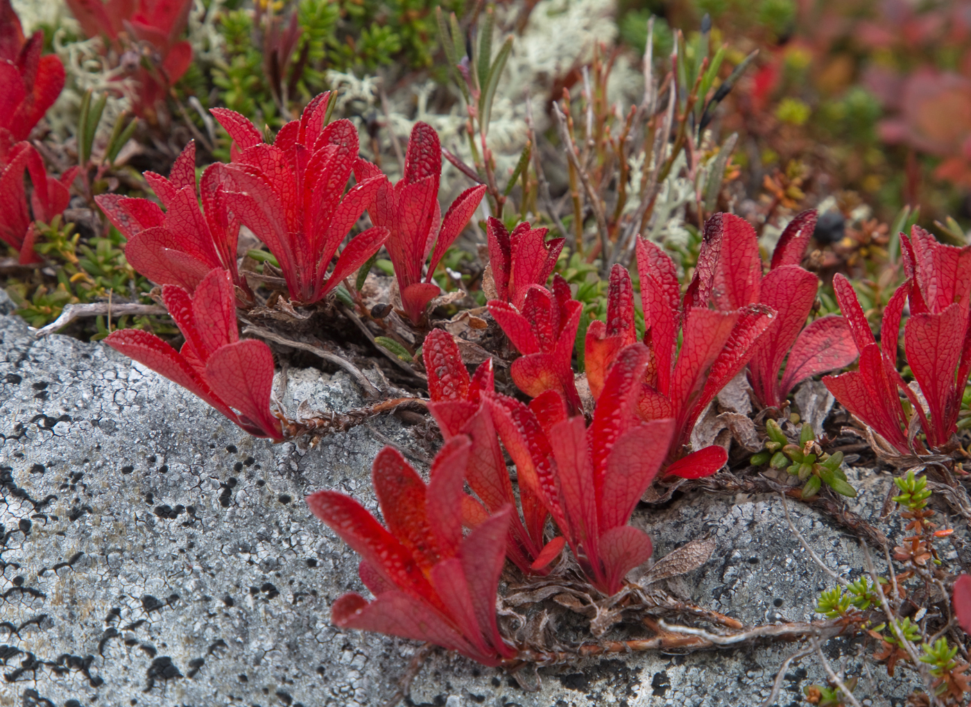180920l-blad.jpg
