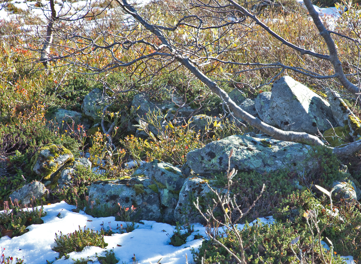 181005k-steinring.jpg