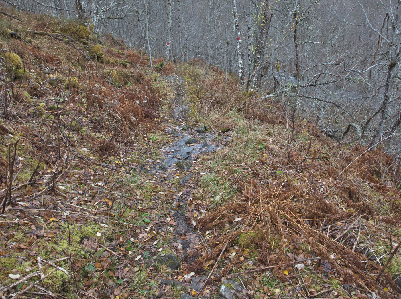 181019l-blom.jpg