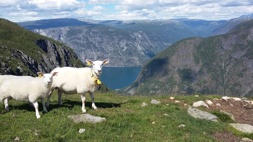 Landbruksplan ÅLA 2018-2021 - framsidefoto