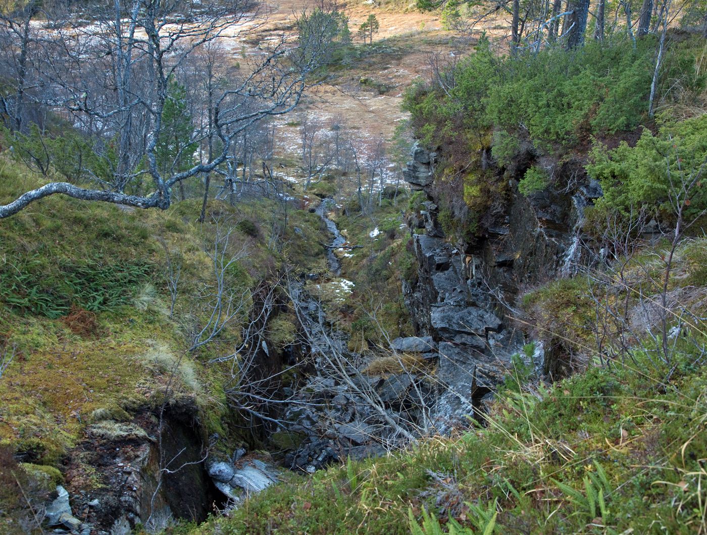 181109n-juv.jpg