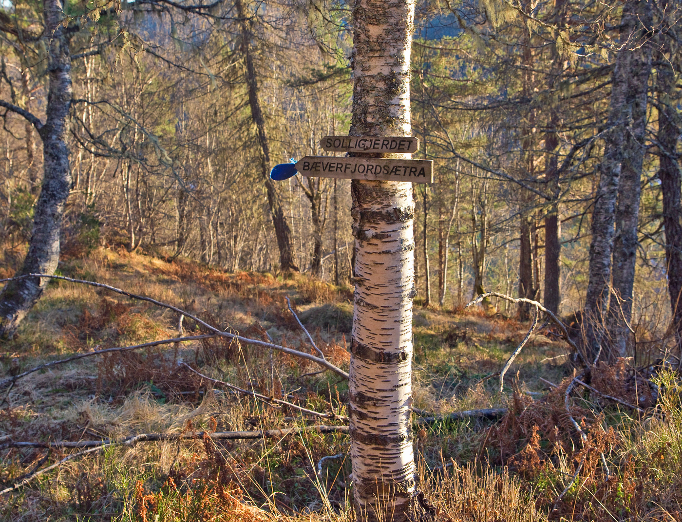 181130i-skilt-bjørk.jpg