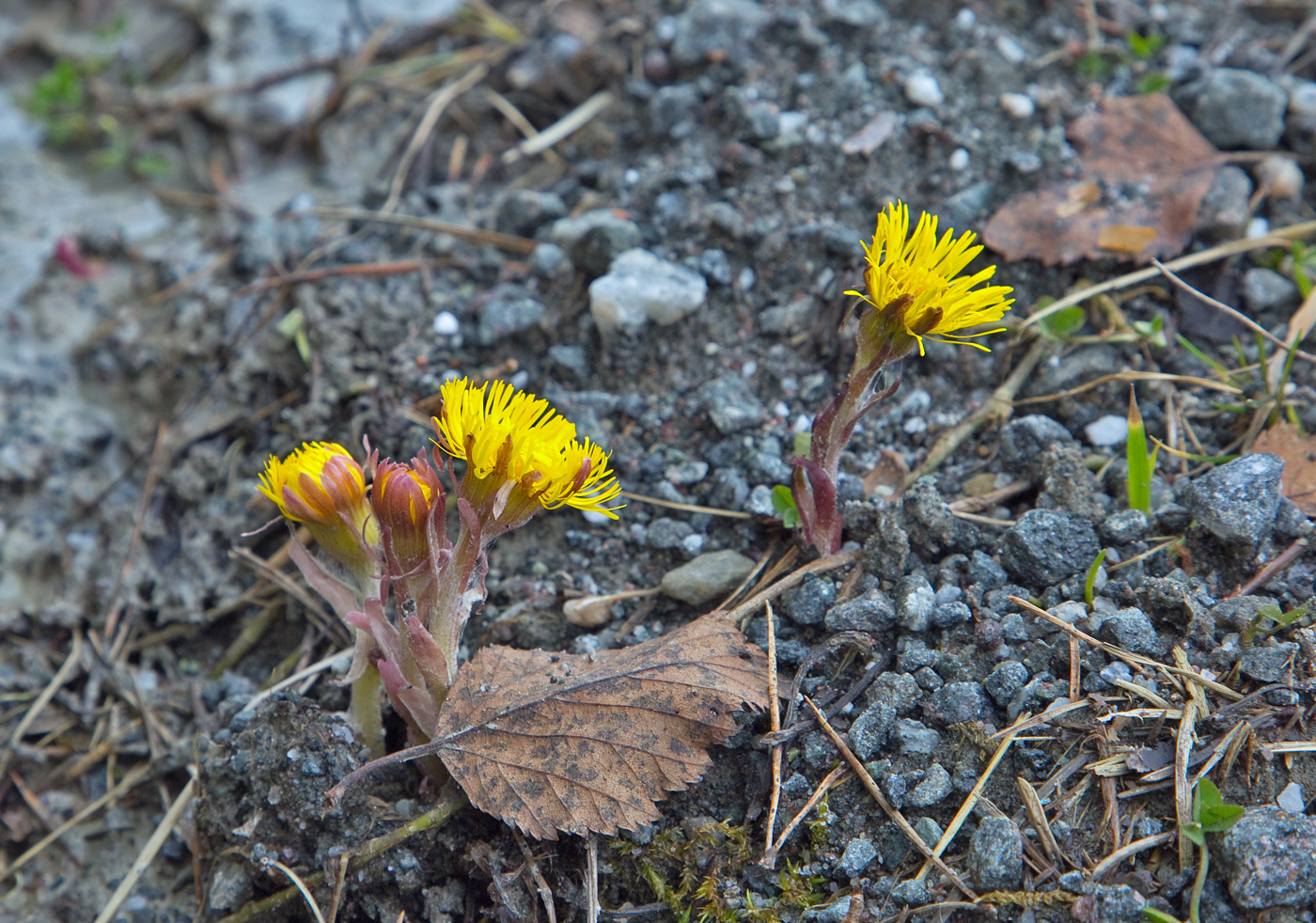 190322n-vårtegn.jpg