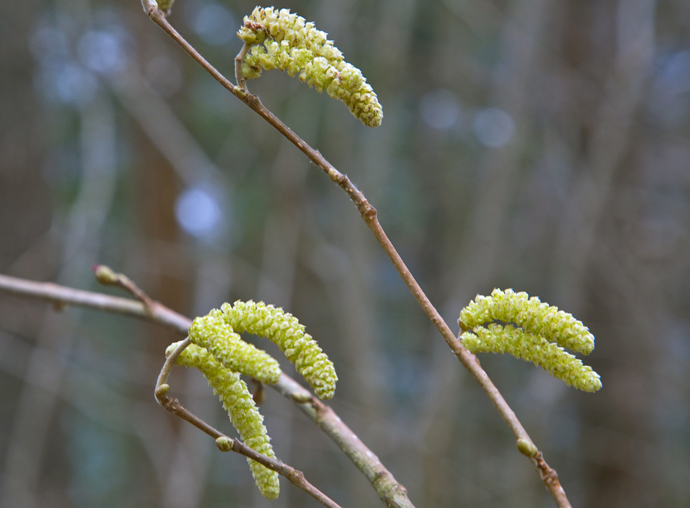 190322o-hassel.jpg