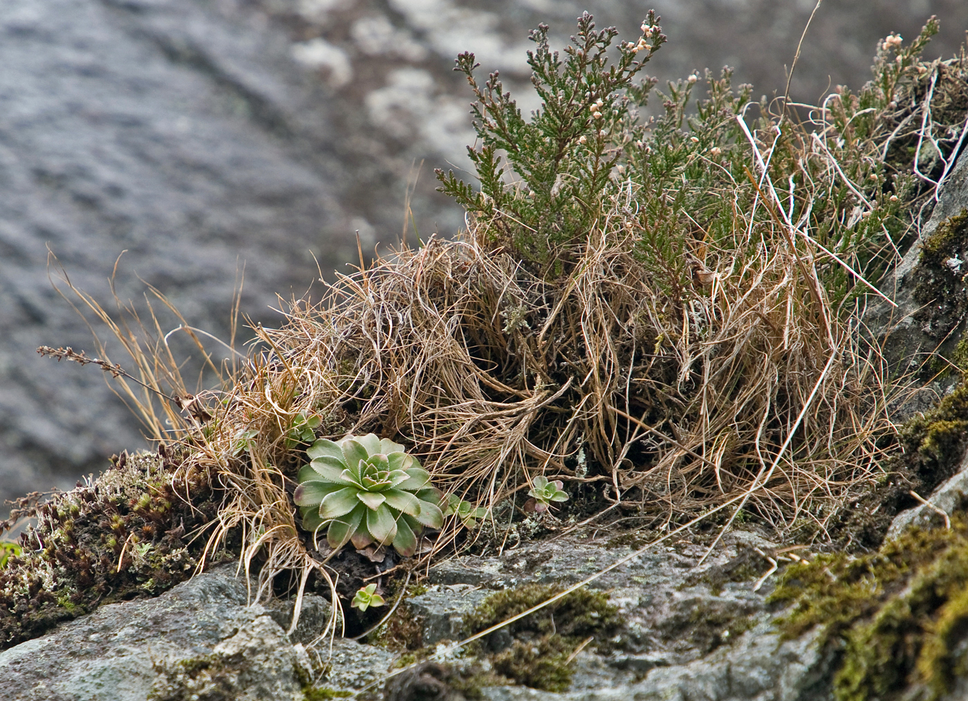 190322p-bergfrue.jpg