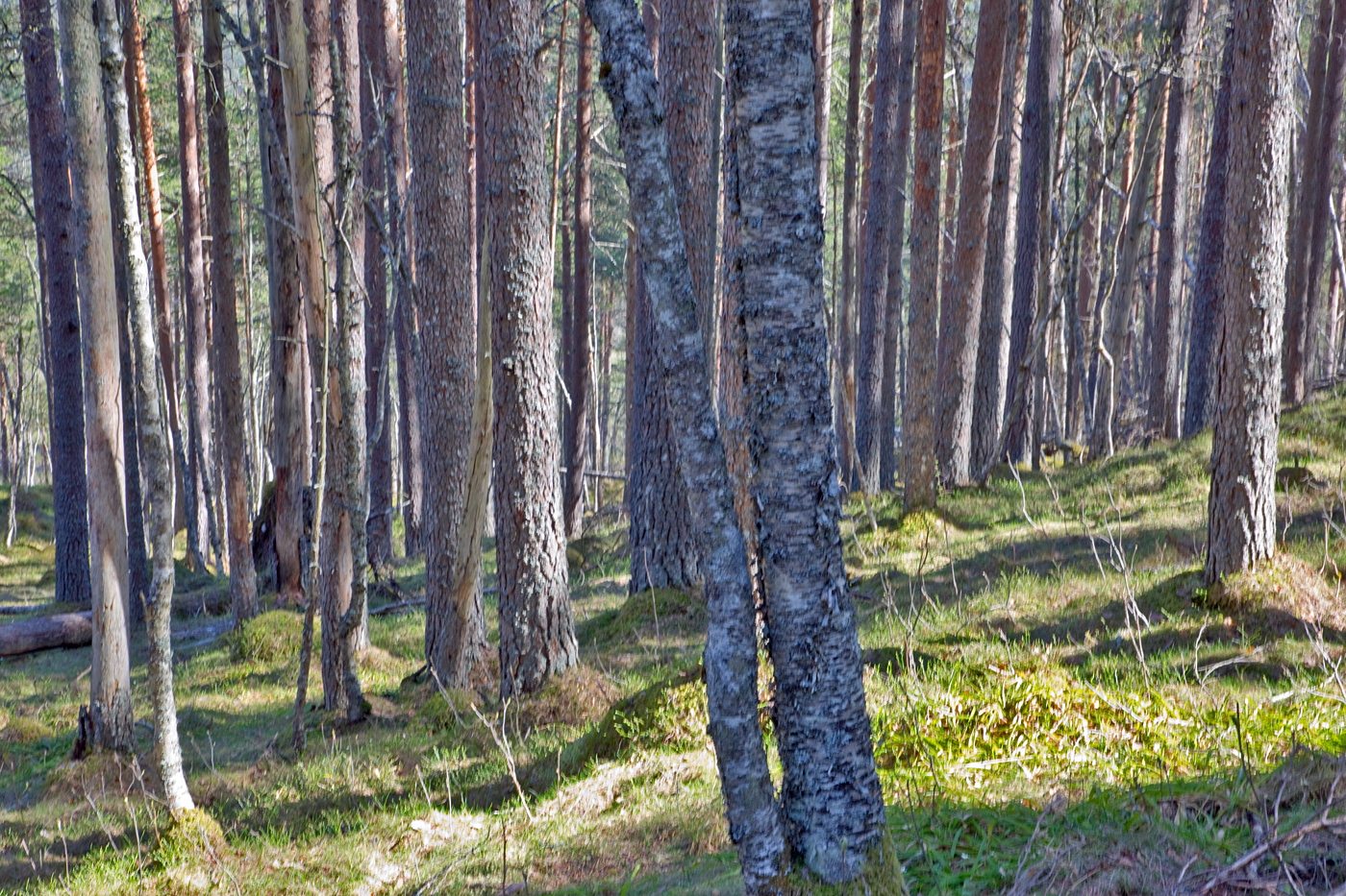 190423i-skog.jpg