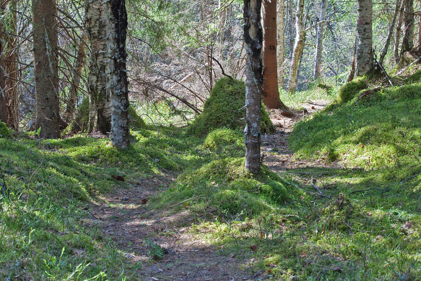 190426s-skog.jpg