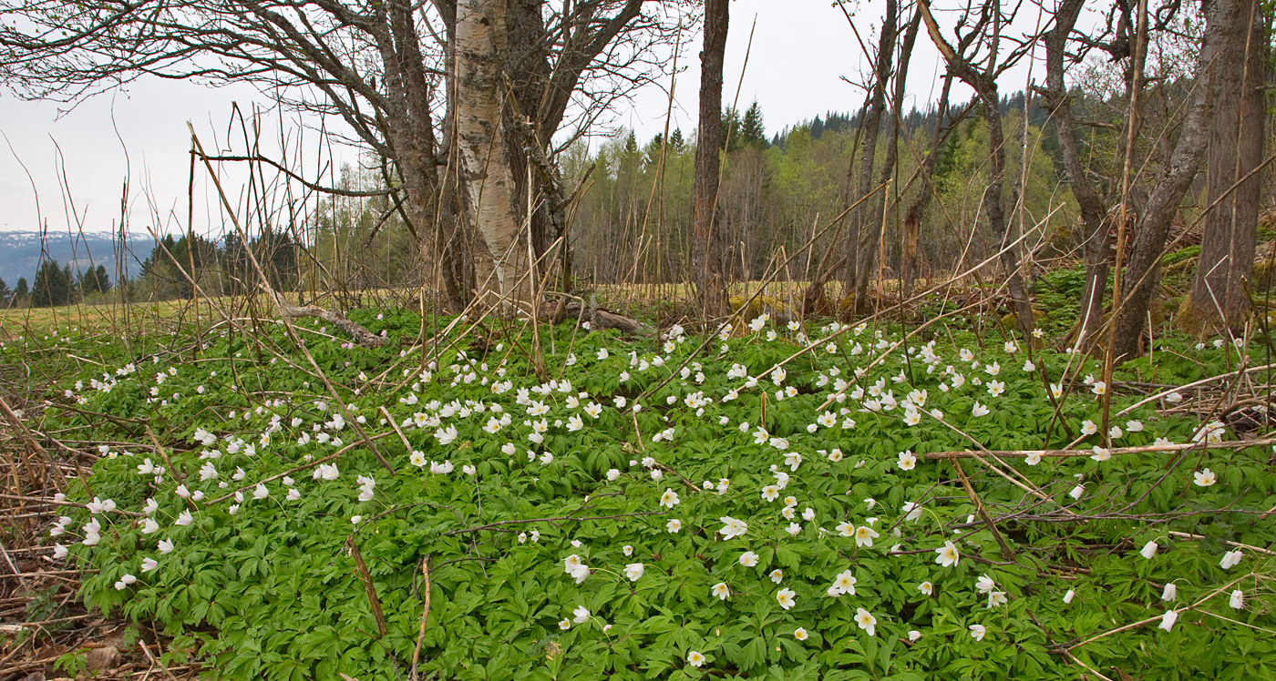 190430m2-hvitveis.jpg