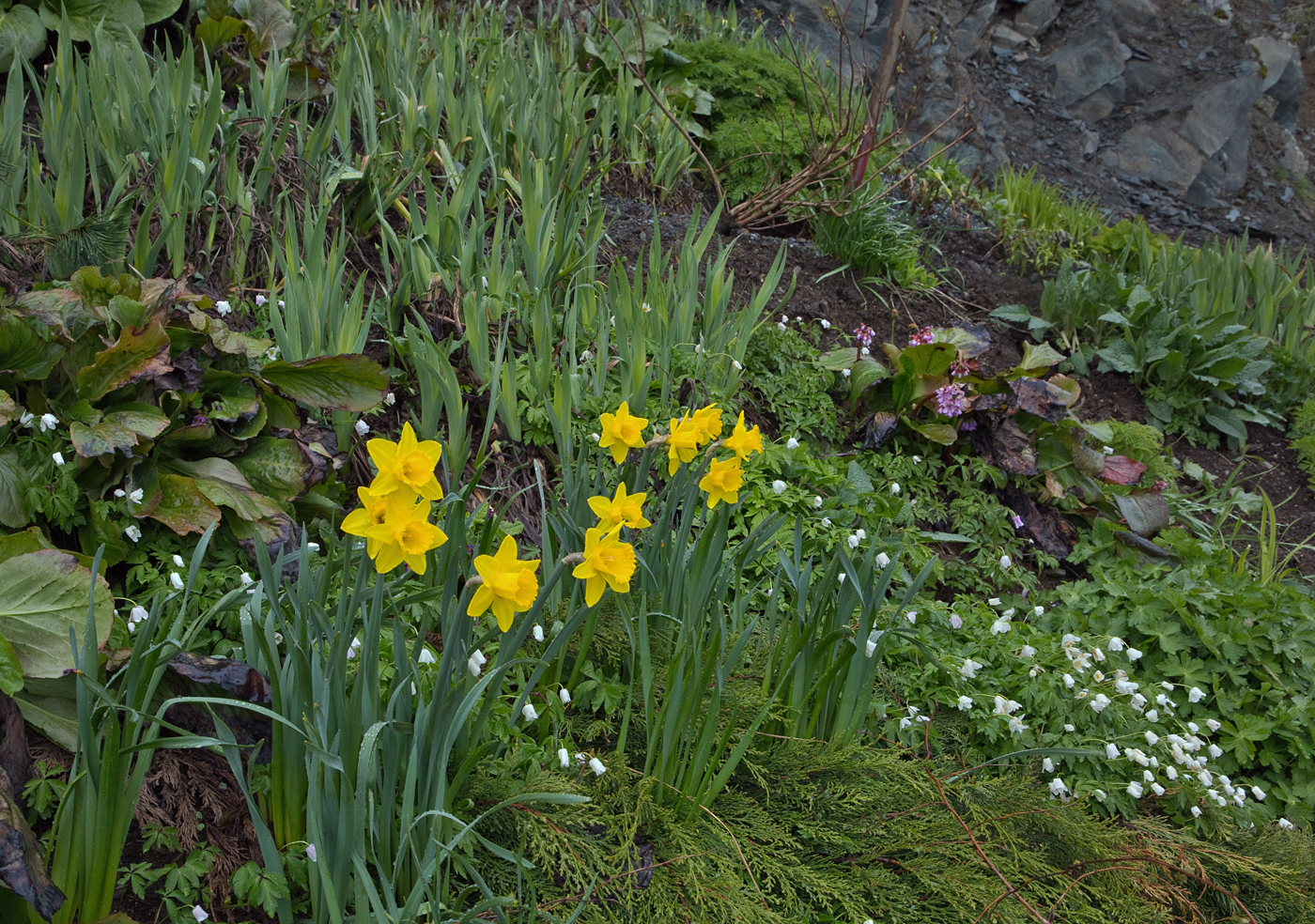 190512o-blomster.jpg