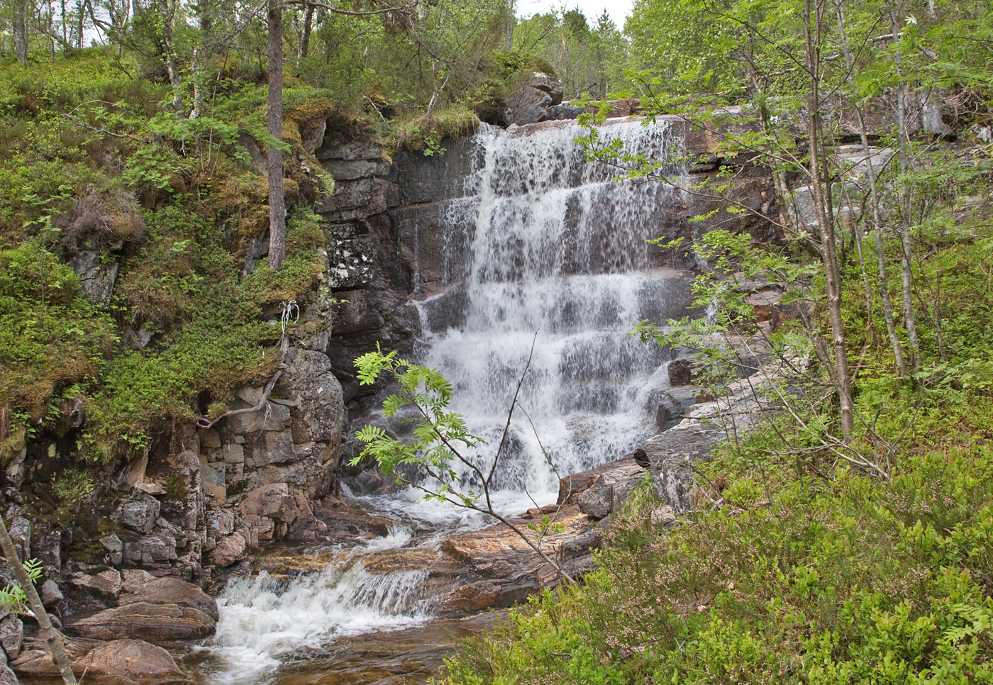 190604n-foss.jpg