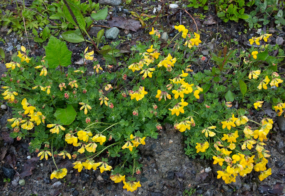 190613a-blomster