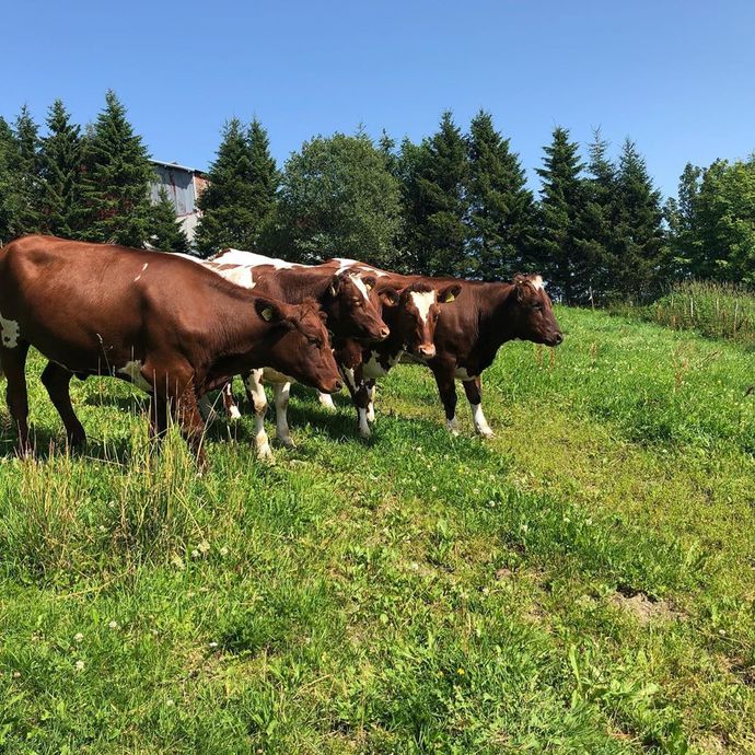 290719 heimestuagard